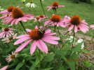 IMG_5961ed.jpg
