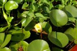 water hyacinth 003.jpg