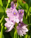 water hyacinth 005.jpg
