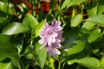 water hyacinth 004.jpg