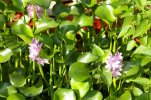 water hyacinth 001.jpg