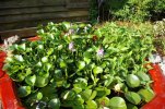 water hyacinth 002.jpg