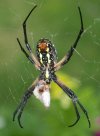 garden friend 003.jpg