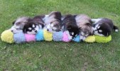 pups.jpg