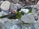 DSCF9869 SALAMANDER BIRDBATH RIPPLE 650 MED.jpg