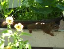 DSCF9938 SQUIRREL LOLLS PANSIES 650 MED.jpg