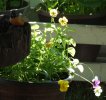 DSCF9939 PANSIES BACKLIT 650 MED.jpg