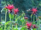 DSCF9881 HUMMINGBIRD MALE BEE BALM 650 MED.jpg