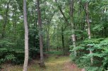 backyard.jpg