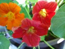 DSCF0020 NASTURTIUM THREE SHADES 650 MED.jpg