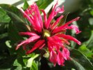 DSCF0042 DWARF BEE BALM FLOWER 650 MED.jpg
