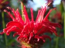 DSCF9983 BEE BALM FLOWER 650 MED.jpg