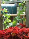 DSCF0369 MAILBOX COLEUS BEANS 650 MED.jpg