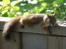 DSCF0373 SQUIRREL EATS LOL PORCH 650 MED.jpg