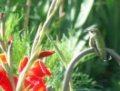 DSCF0947 HUMMER BABY FEMALE RED GLAD 650 MED.jpg