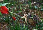 DSCF1262 CHIPMUNK GLAD GROUND 650 MED.jpg