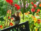 DSCF1264 SQUIRREL BENCH NASTURTIUMS 650 MEDD.jpg