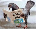 homingpigeon.jpg