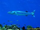 3great_barracuda-016.jpg