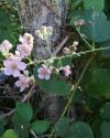 IMG_20200731_224620_466.jpg