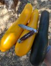 MVIMG_20200801_110327.jpg