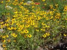 DSCF1307 BROWN EYED SUSANS 650 MED.jpg