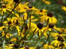 DSCF1578 (2) BROWN EYED SUSANS WILD 650 MED.jpg