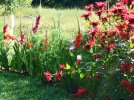 DSCF1296 GLADS COSMO BEE BALM WEED HILL AM 650 MED.jpg