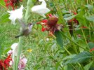 DSCF1569 BABY HUMMINGBIRD BEE BALM 650 MED.jpg