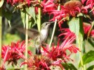 DSCF1778 HUMMINGBIRD BEE BALM GOOD 650 MED.jpg