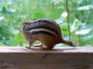 DSCF1944 HEADLESS TAILLESS CHIPMUNK 650 MED.jpg