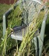 Grass 1.jpg