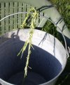 grass4.jpg