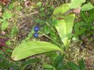 Unknown plant 1.jpg Unknown plant 1.jpg