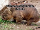 wombat.jpg
