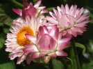 DSCF2714 STRAWFLOWER PINK W BUDS 650 MED.jpg