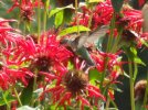 DSCF2481 HUMMER BEEBALM GOOD 650 MED.jpg