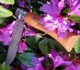 opinel#7.rhododendron.jpg