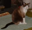 misc pics,pets knives,work 031.jpg
