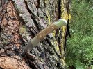 Micarta501Tree1.JPG