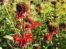 DSCF2988 BEE BALM 3 650 MED.jpg