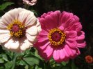 DSCF3016 2 ZINNIA PINKS 650 MED.jpg