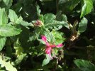 DSCF3028 DWARF BEE BALM 2 BLOOMS 650 MED.jpg