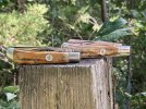 pair of coons1.jpg