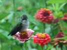 DSCF3522 HUMMINGBIRD BABY SITS ZINNIA 2 650 MED.jpg