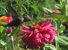 DSCF3492 HUMMER ZINNIA PINK FACING WEST 650 MED.jpg