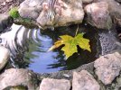 DSCF2061 SALAMANDER GRAVITY FEED BIRDBATH 650 MED.jpg
