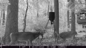 deer.jpg