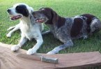 Dog Pic.jpg