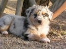aussie pup5.jpg